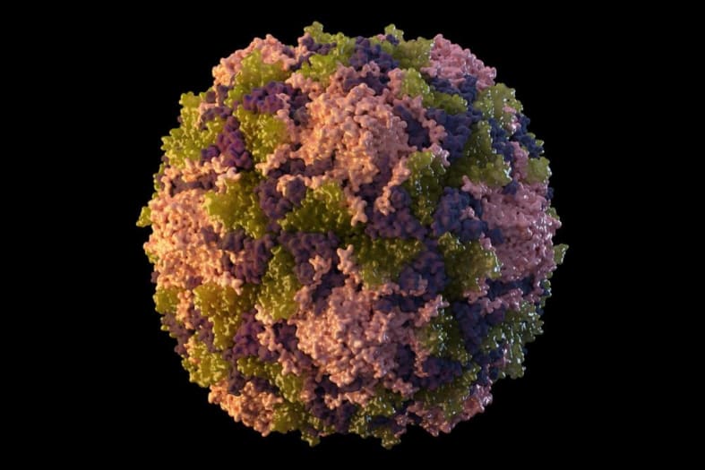 First US polio case in almost a decade reported in New York