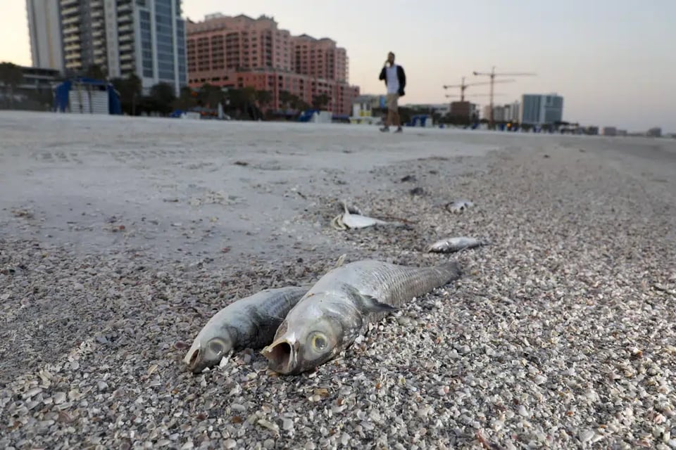 Aparecen peces muertos