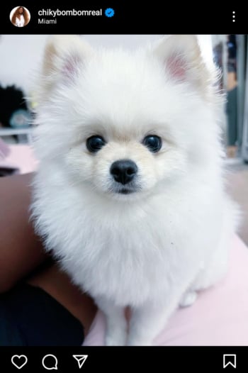 La influencer logró recuperar a su mascota