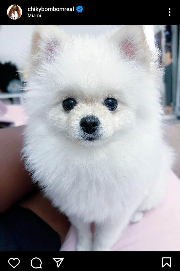 The influencer managed to get her pet back