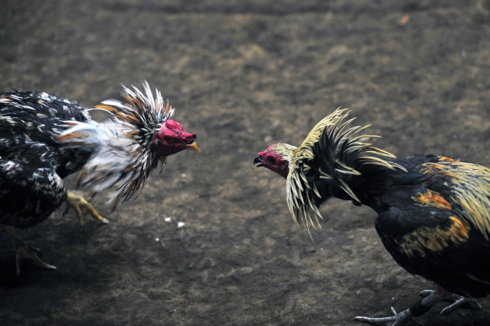 Un hombre baleado y otro muerto en ilegal pelea de gallos en California