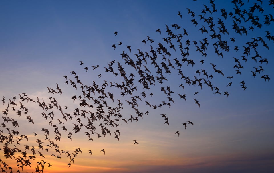 Curioso: Plaga infernal aterroriza a pequeño pueblo  featured image
