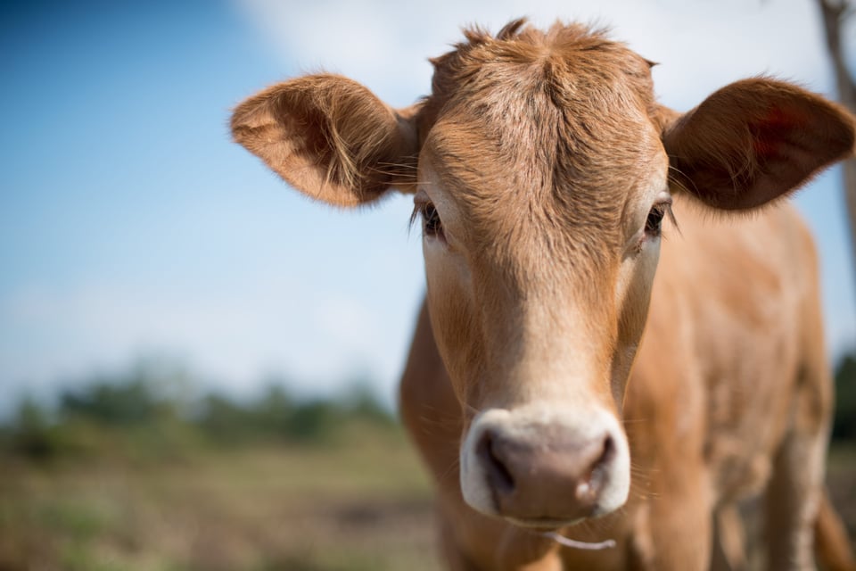 Curioso: Vaca mutante asombra al mundo entero (VIDEO) featured image