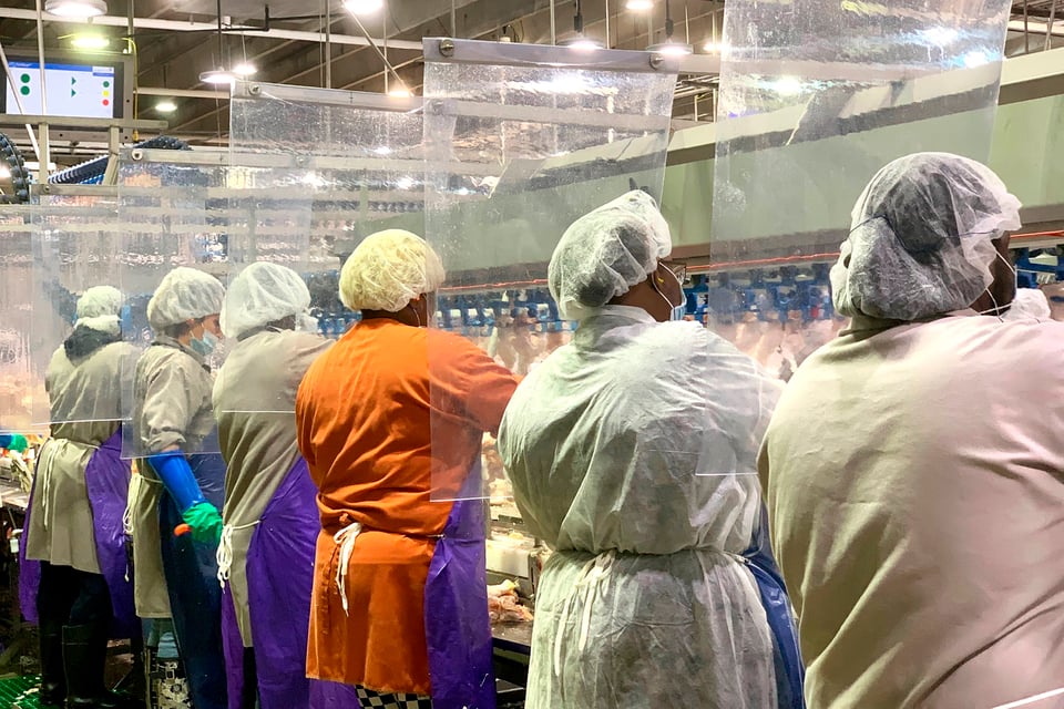 Reportan 371 casos de coronavirus en pollera de Missouri