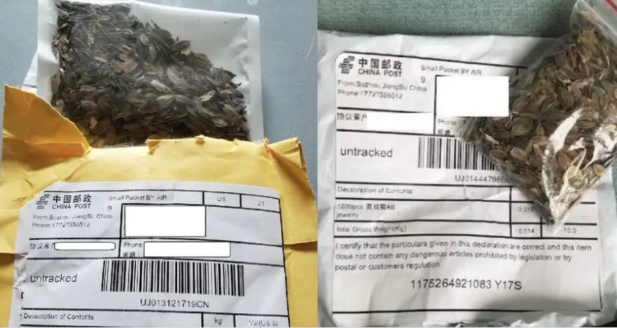 Resuelto el misterio: Identifican tipos de semillas enviadas por correo a EE.UU.