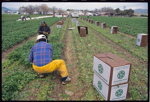 ¿Por qué están exigiendo trabajadores mexicanos en el campo estadounidense? Esta es la razón (VIDEO) featured image