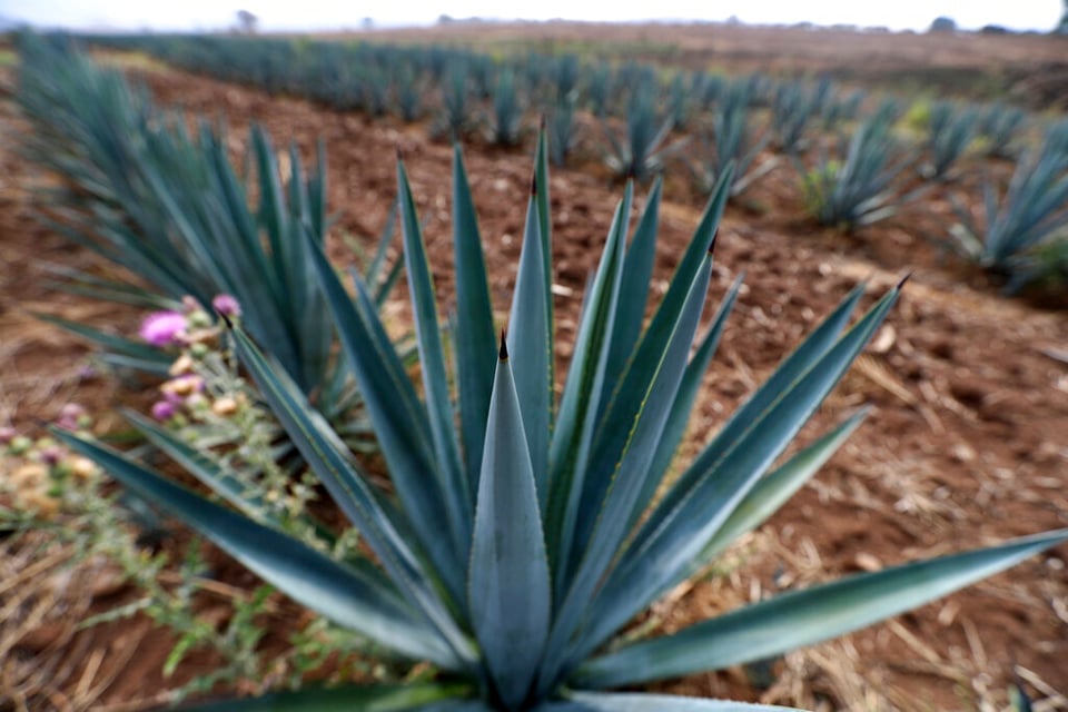 Exportadores de tequila revelan consecuencias de aranceles de EE.UU.