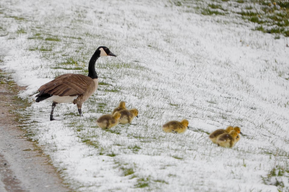 Atípica nevada en noreste de Estados Unidos seguiría este Día de las Madres