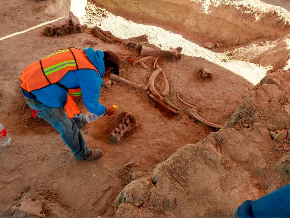 Hallan huesos de decenas de mamuts en centro de México