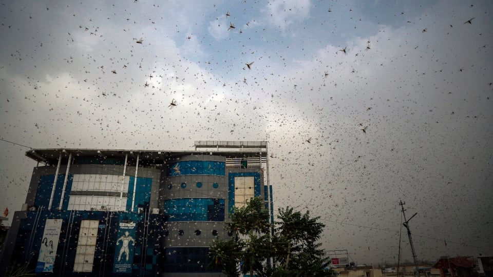 Curioso: Plaga bíblica de langostas peor que el coronavirus (VIDEOS Y FOTOS)