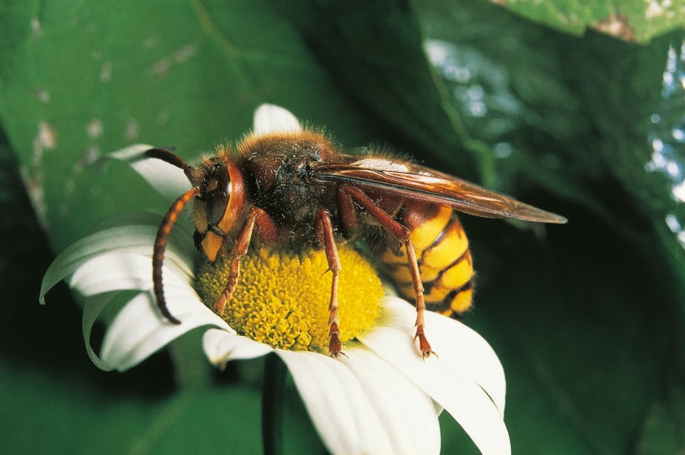 Murder hornets: Avispones asesinos, la nueva amenaza en medio del coronavirus