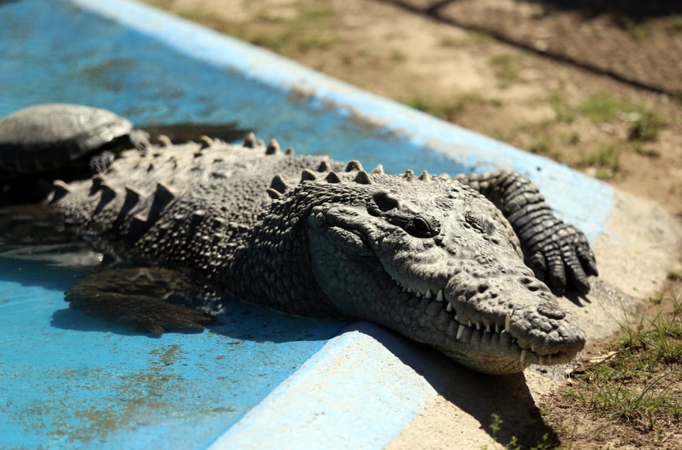 Cocodrilo ataca a niño de 6 años en Ixtapa Zihuatanejo, México; está grave (FOTO)