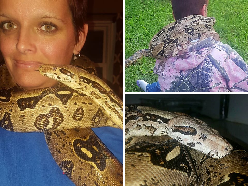 Muere estrangulada por su mascota pitón reticulada (FOTOS)