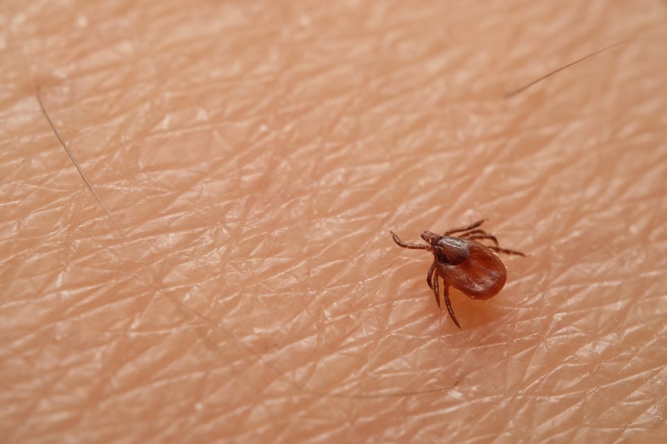 En plena pandemia por coronavirus, reportan brote de Bunyavirus en China y ya ha causado 7 muertes (FOTO)