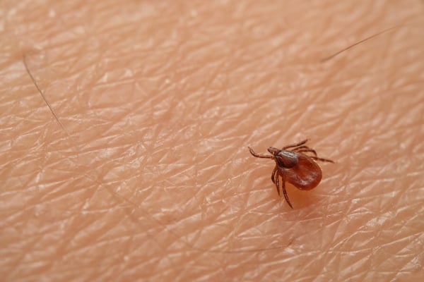 En plena pandemia por coronavirus, reportan brote de Bunyavirus en China y ya ha causado 7 muertes (FOTO)