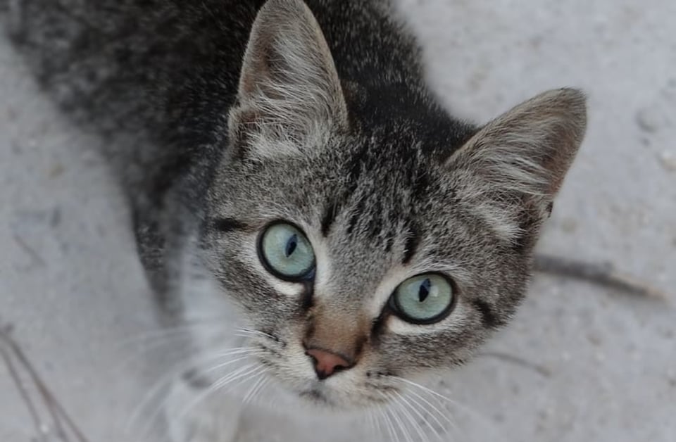 CURIOSO: Silueta de gato desata el misterio de si es un fantasma o ilusión (VIDEO)