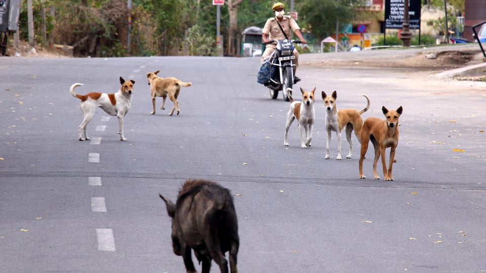 Coronavirus: Aparecen los nuevos dueños del mundo (VIDEOS Y FOTOS)
