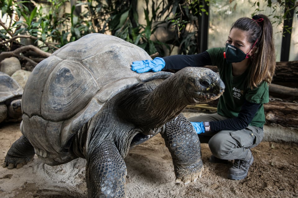 Se filtra video de mujer asiática comiendo tortuga y aseguran que preparan el COVID-20 (VIDEO)