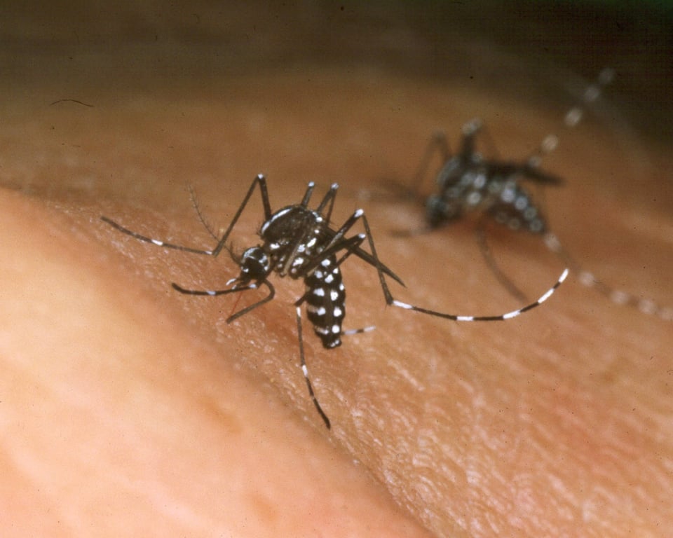 Mosquitos en el Sur de California dan positivo por el virus del Nilo Occidental