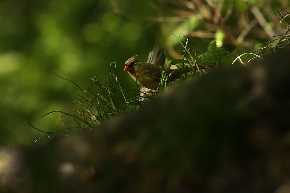 Descubren cardenal extremadamente raro en Texas (FOTOS)