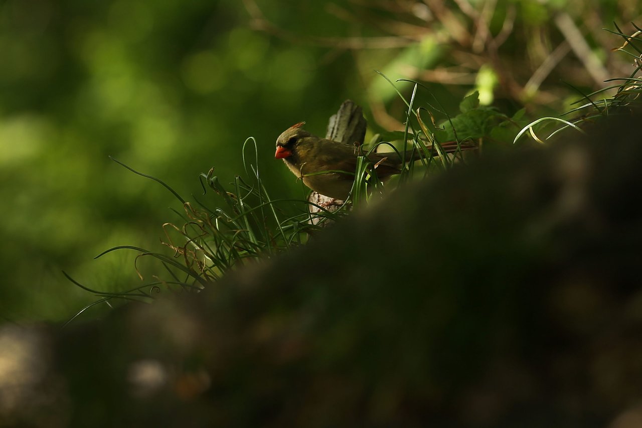 Descubren cardenal extremadamente raro en Texas (FOTOS)