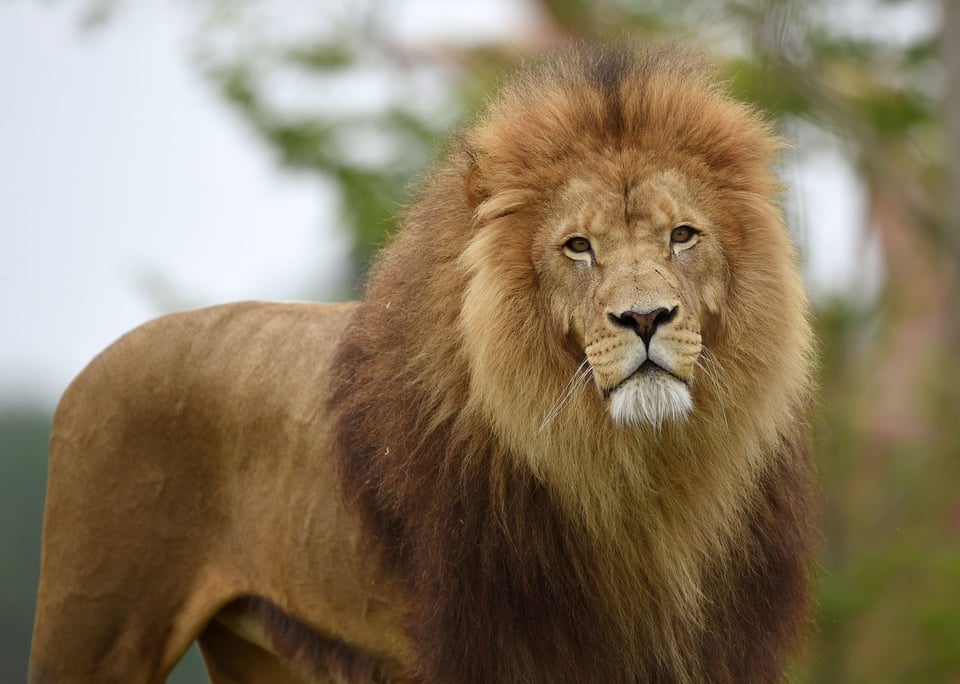 Mujer reta a la naturaleza y baila frente a un león en el zoológico del Bronx