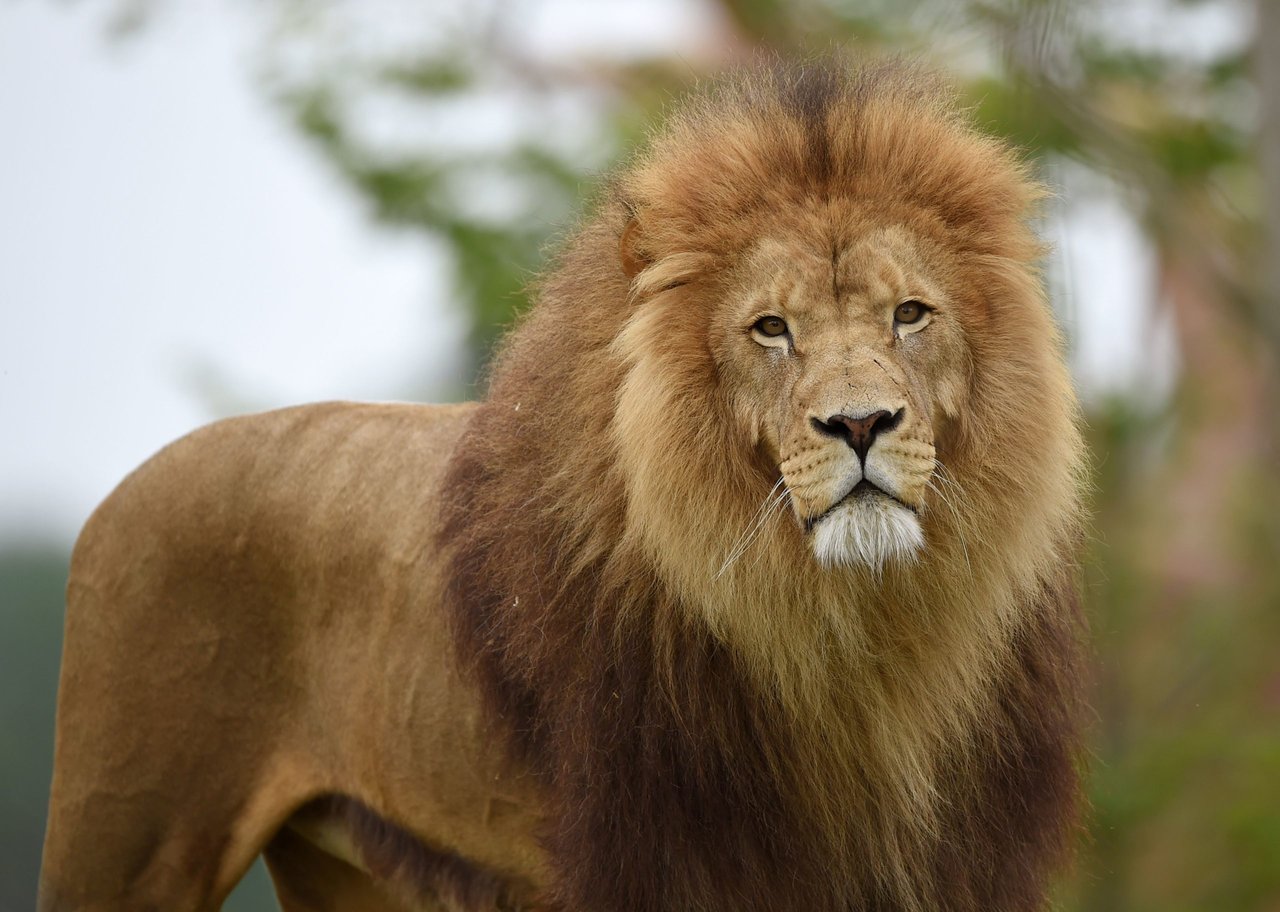 Mujer reta a la naturaleza y baila frente a un león en el zoológico del Bronx