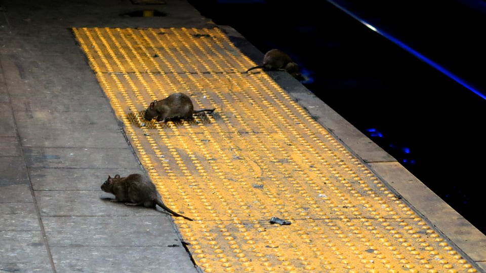 Ante desolación por coronavirus, ratas toman calles de New Orleans y animales en peligro de extinción aparecen en Cancún (VIDEO) featured image