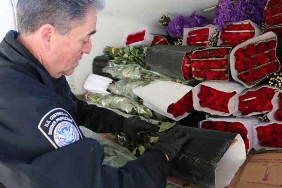CBP alerta sobre flores procedentes de México para San Valentín featured image