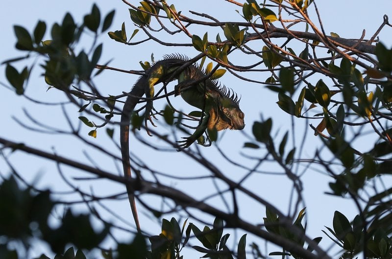 ¡Alerta Florida!: Iguanas ‘aturdidas’ podrían caer de los árboles por la intensa ola de frío
