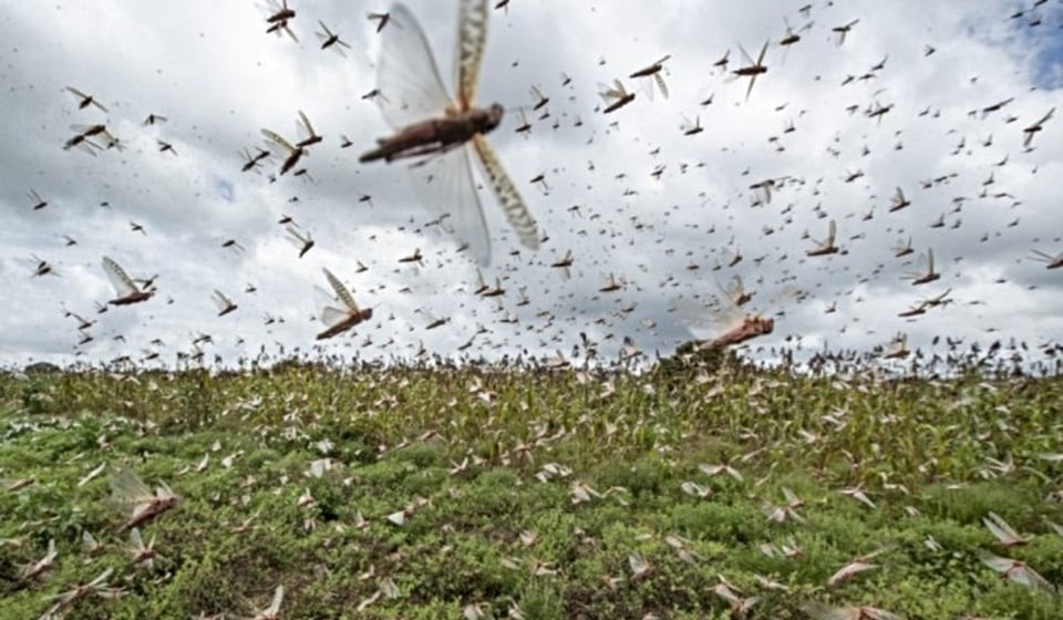 Curioso: Los castigos que trae el viento, arena del desierto y plaga de langostas (VIDEO y FOTOS) featured image