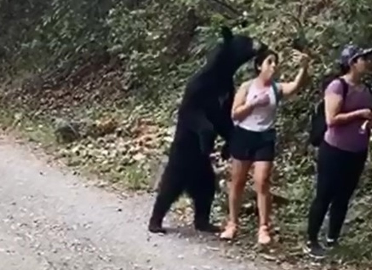 Oso sorprende a paseantes en parque y mujer se toma selfie con él (VIDEOS Y FOTOS)