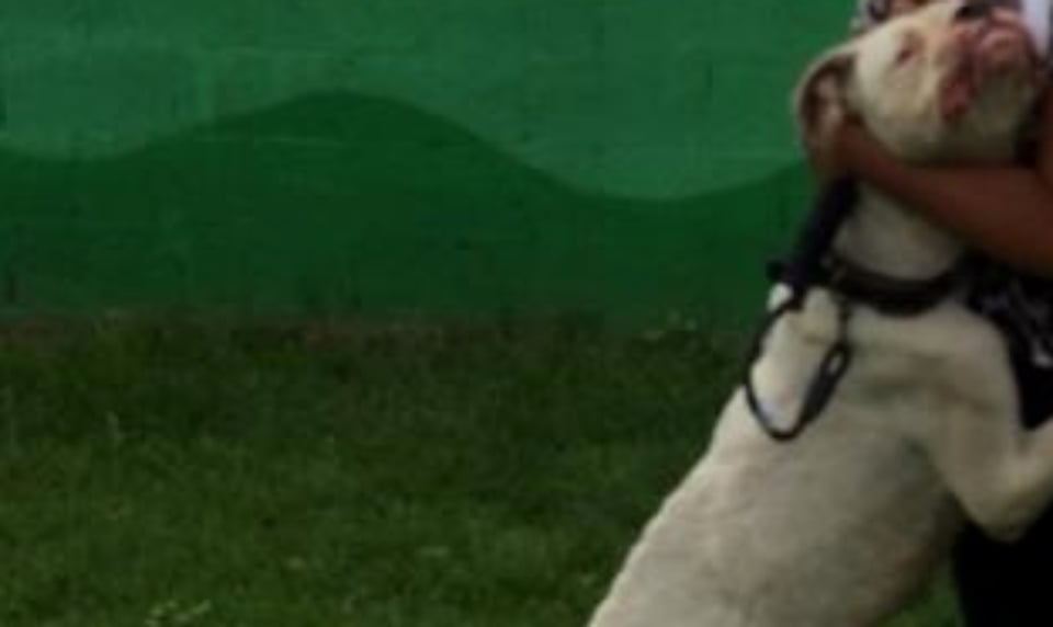 Actor muere al tratar de salvar a su perrita de una poza de azufre en México (VIDEO) featured image