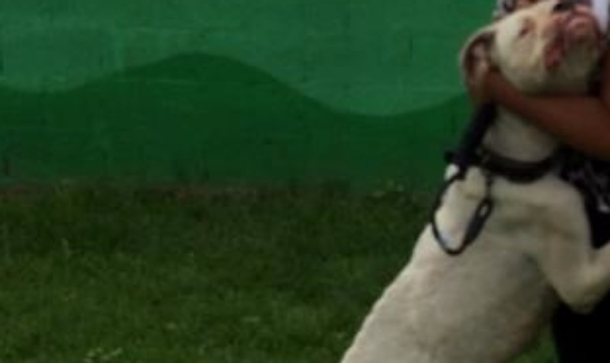 Actor muere salvar perrita Pablo Fustec