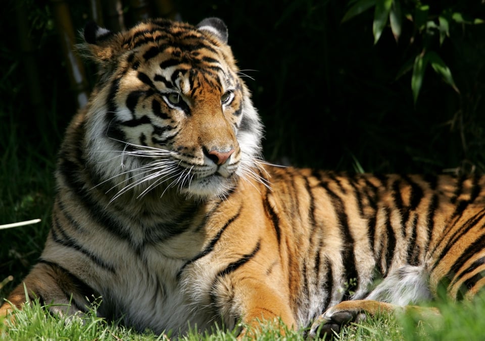 Tigre Nadia del zoológico del Bronx da positivo al coronavirus featured image
