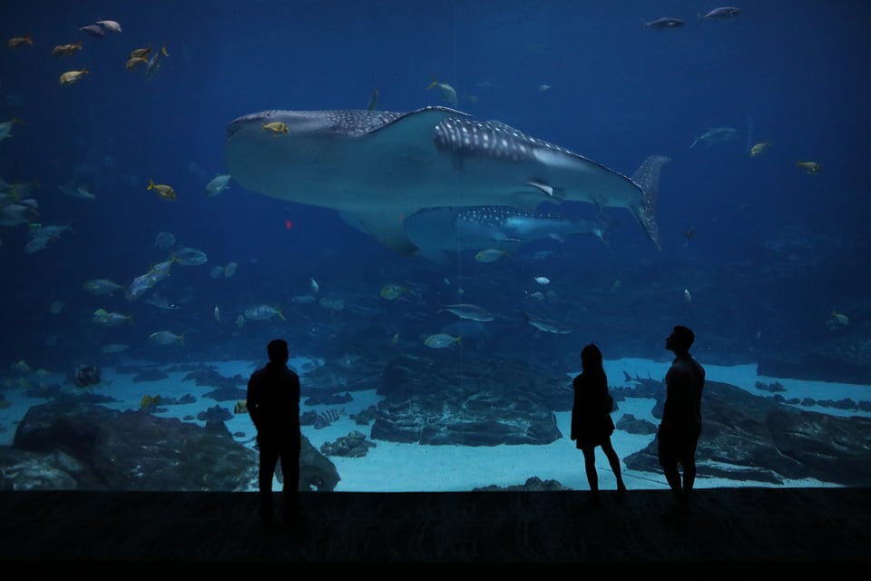 El Georgia Aquarium ofrece encuentros mágicos con tiburones ballena y miles de especies marinas featured image