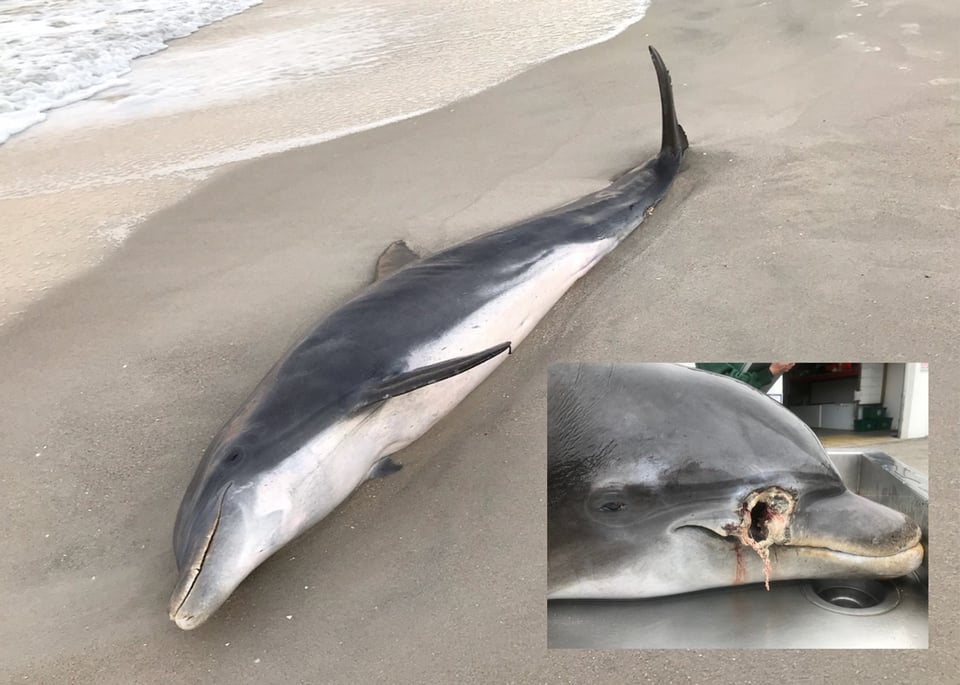 Encuentran delfines muertos con heridas de bala en playas de la Florida