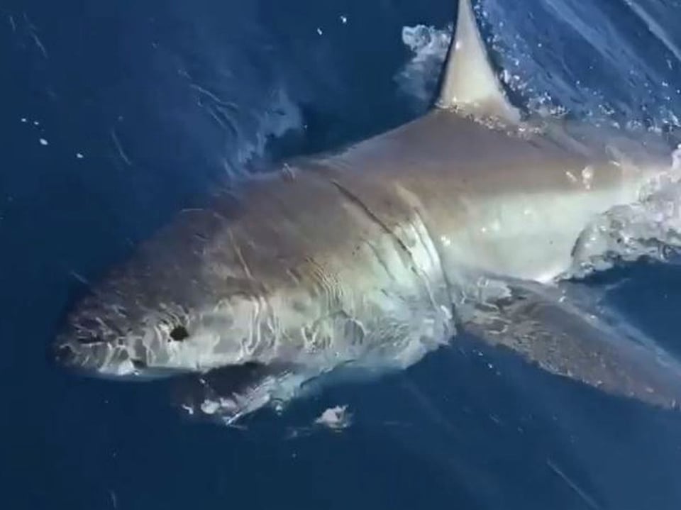 Gran tiburón blanco atrapado en Florida (VIDEO y FOTOS) featured image