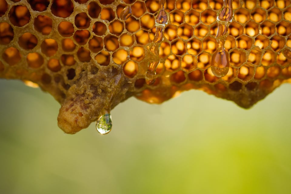 Por qué la miel y las abejas son tan importantes para los humanos featured image