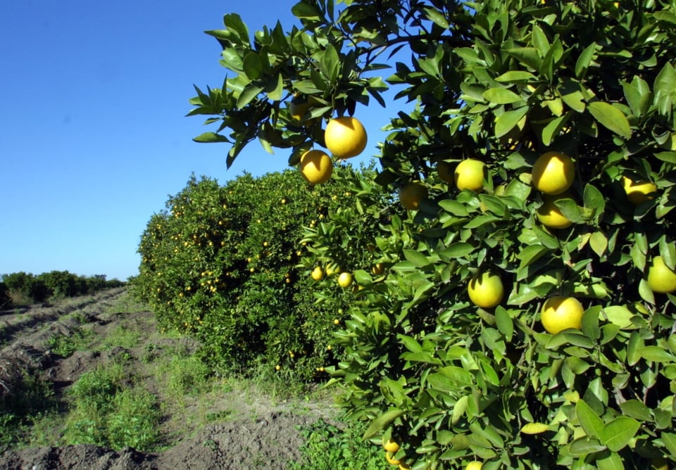 Coronavirus: Primero fue el papel higiénico, ahora se agota el jugo de naranja en supermercados de Estados Unidos