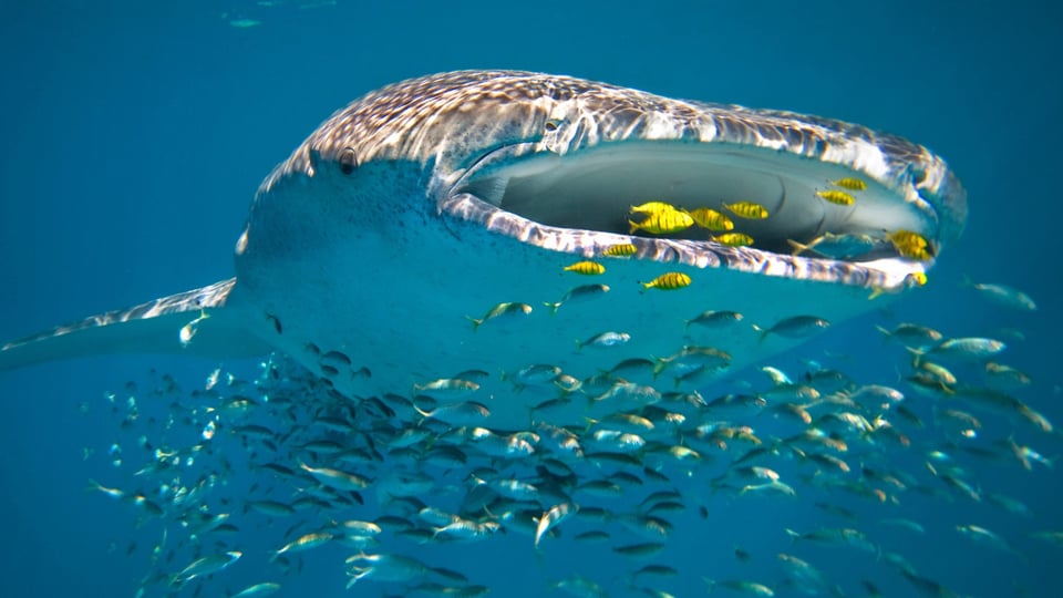 Arrecifes de coral: Qué son y los 9 más bellos del planeta