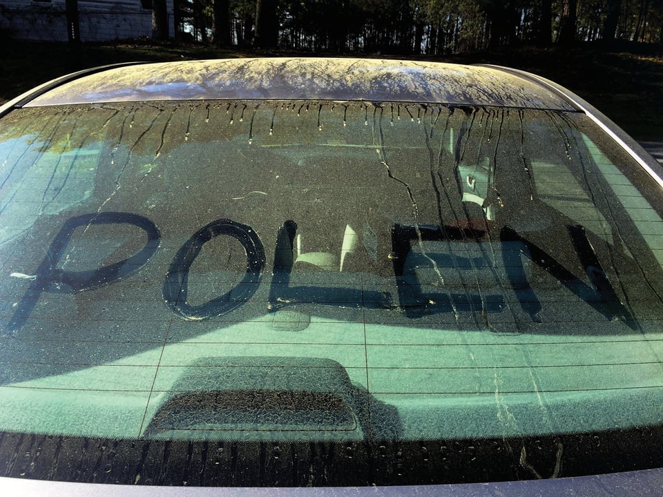 El polen: la marejada verde-amarilla que afecta a Atlanta en la primavera featured image