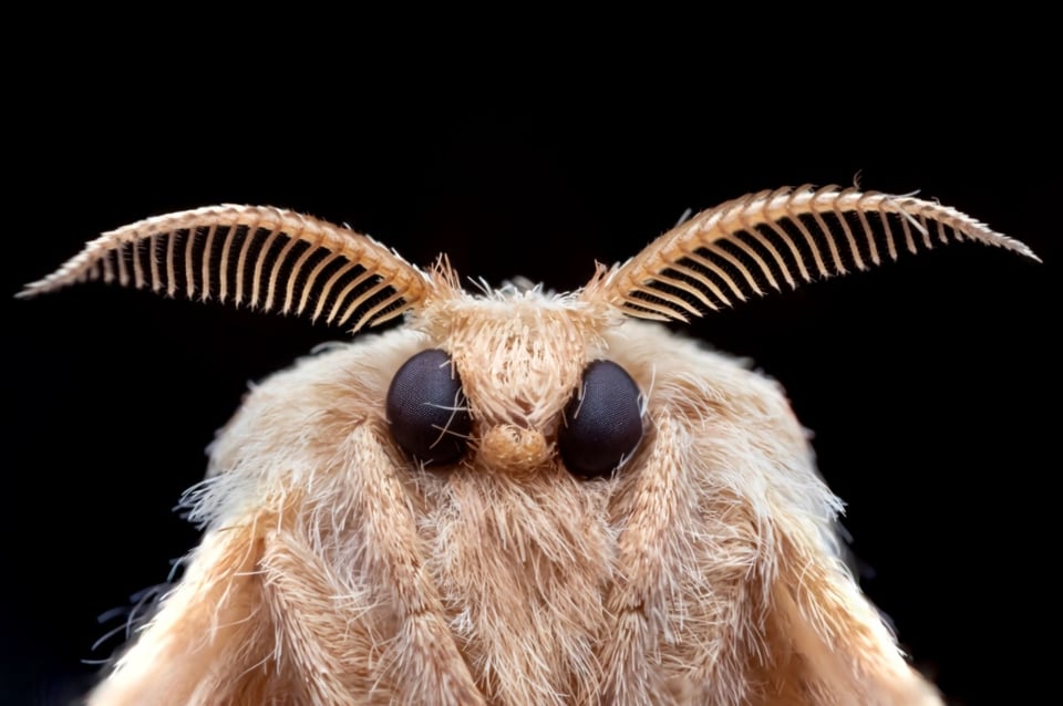 Giant gypsy moths: Alertan por polillas gitanas gigantes de Asia en EE.UU. en pleno coronavirus (FOTOS)