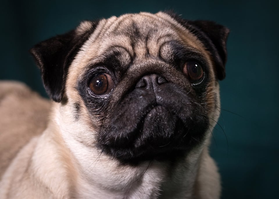 Revelan primer caso de coronavirus en un perro en Estados Unidos (FOTO)