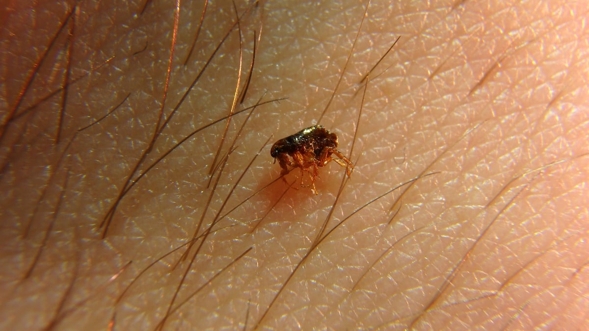 Extraña enfermedad que se contagia de pulgas y garrapatas deja al menos 15 muertos en México