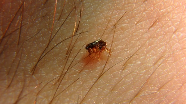 Extraña enfermedad que se contagia de pulgas y garrapatas deja al menos 15 muertos en México