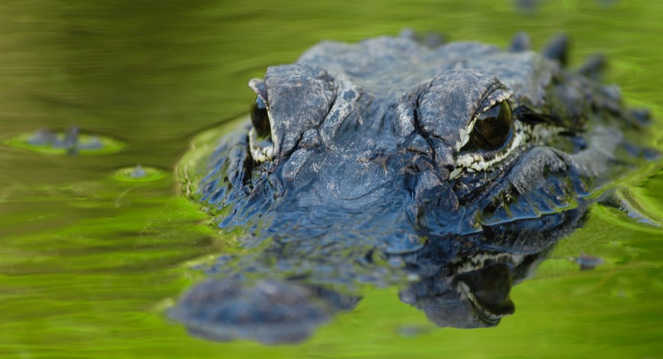 Alerta alligator: Otra mujer atacada en South Carolina mientras paseaba su perro featured image