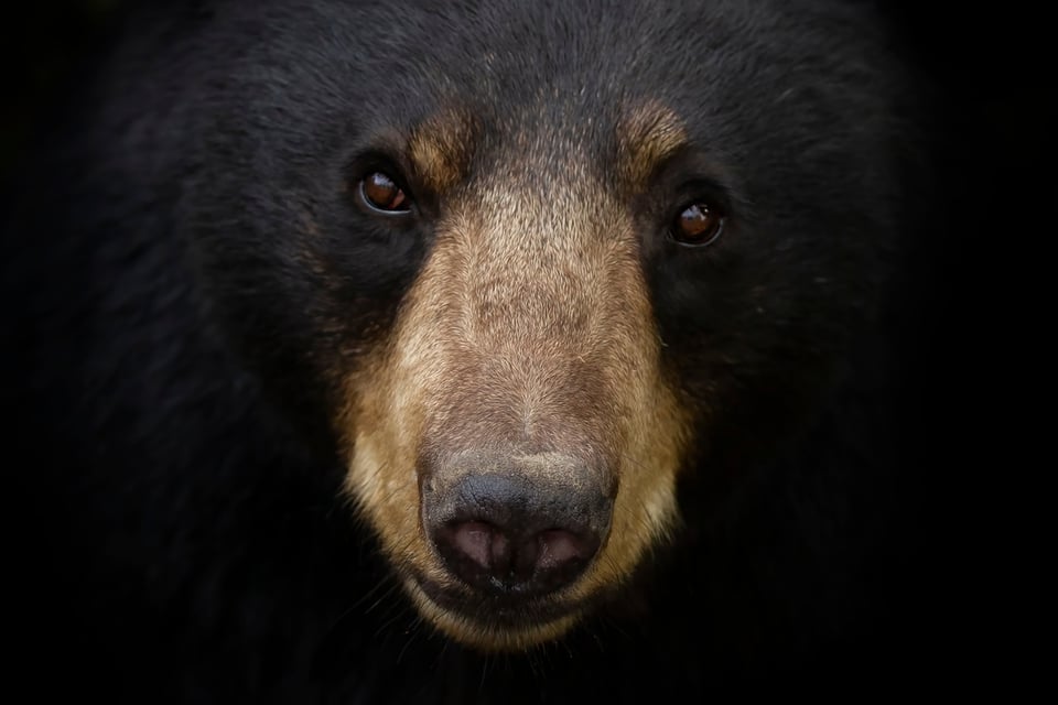 Curioso: Oso ladrón roba comida mexicana en Safewey (VIDEO) featured image