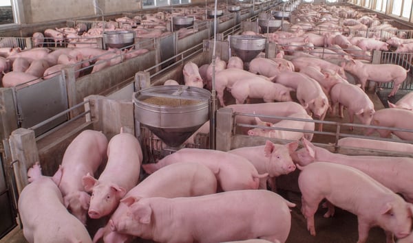 Brasil alerta sobre otra pandemia si no se controla nueva gripe porcina