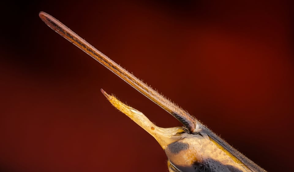 Curioso: Insecto gigante cae del cielo en un jardín